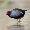 La Gallinule poule d'eau peut vivre environ **15 ans**.