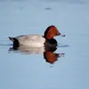 Le Fuligule milouin est un **petit canard plongeur** que l'on reconnaît à son **crâne pointu** et son **front fuyant**.