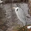 En hiver, certaines populations migrent vers le **sud de l'Europe** et autour du **bassin méditerranéen**.