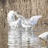 L'Aigrette garzette est souvent en **petit groupe**.