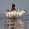 Les ailes, **courtes et étroites** pour leur poids, engendrent un **vol battu et énergique** grâce à une bonne musculature pectorale.