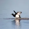 **En hiver**, on le retrouve aussi **proches des côtes**, au niveau des estuaires et lagunes.