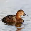 Le **juvénile** ressemble à la femelle, mais **sans ligne pâle à l'arrière de l'œil** et le plumage est d'un **brun plus uniforme**.