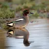 La Sarcelle d'hiver est **le plus petit des canards** en Europe.