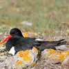 Le nid de l'Huîtrier-pie est une **simple dépression** garnie de coquillages et algues dans les galets, le sable ou les rochers.