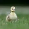 Ils donnent **une couvée par an** de 4 à 8 œufs blancs.