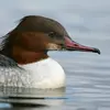 Le Harle bièvre a un **bec crochu à bords denticulés**…