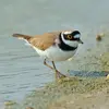 Il chasse parfois en **tapant du pied sur le sable** pour faire réagir les proies.