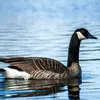 À l'**âge adulte**, le bout des plumes sur le **dessus et les flancs** sont **marron clair** formant des **barres assez nettes**.