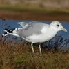 Il est **migrateur au nord de l'Europe**. Il vient migrer en hiver vers le sud et à l'ouest . Des **populations scandinaves** viennent **hiverner en France** sur le littoral et le long des fleuves.