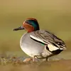 Le **mâle en plumage nuptial** a la tête **brun-rouge** avec les **côtés verts bordés de jaune**. Son bec est gris.