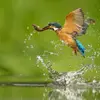 Il capture le poisson **par surprise** grâce à son bec aérodynamique qui permet d'entrer dans l'eau sans éclaboussure.