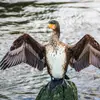 Le **juvénile** a le plumage moins marqué avec des teintes **brun sombre au-dessus** et le **dessous blanchâtre**. Son bec est plus fin.