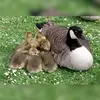 Pendant cette période de 3 à 4 semaines où ils ne peuvent pas voler, ils pourront **veiller sur les petits inaptes au vol**.