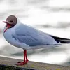 La mouette rieuse a un répertoire de **cris variés**.