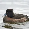 Les **femelles** poussent des **grognements** typiques des fuligules, mais plus brefs, plus répétés et plus rapides que chez le Fuligule milouin. "krr krr"