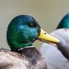 Son bec permet de **filtrer des proies aquatiques très petites**.