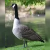 La Bernache du Canada est un peu **plus grande que l'oie cendrée** avec le **cou plus long**.