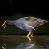 La Gallinule poule-d'eau a un **répertoire de cris varié**.