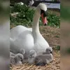 Le Cygne tuberculé installe son **nid au sol** ou **à faible profondeur**.