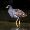 Elle a la tête et le corps **gris ardoise foncé** avec une **zone brune sur le dessus**.