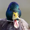 Le Canard colvert est **assez bruyant**.