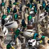 Les oiseaux **en troupe bavardent entre eux** et ont un **vocabulaire varié**, mais **intranscriptible**. On retrouve cela dans les familles au printemps.