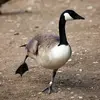 Ses pattes sont **puissantes et palmées**.