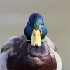 Le Canard colvert peut vivre **vingt-neuf ans** environ.
