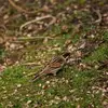 Le Bruant des roseaux est **granivore à la mauvaise saison**. Il mange des graines tombées au sol.