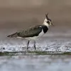 Le Vanneau huppé est un **limicole**. Il **vit et se nourrit sur la vase** grâce à ses pattes et son bec adaptés aux milieux humides et vaseux.