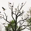Elle se rassemble en **dortoirs pour la nuit**. Souvent en hauteur, à l'abri des prédateurs.
