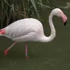Son plumage est **blanc nuancé de rose**.