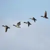 Grâce à sa **puissance de vol**, il peut parcourir de **grandes distances migratoires**.