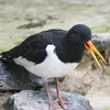 **Pendant la reproduction**, le mâle chante en produisant des **séries accélérées de cris aigus** "kip kip kip kip kip kip" et "kliklikliklikli" accompagnés de **trilles** pour éloigner les intrus.