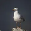 La tête et le dessous sont **blanc**.