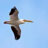 On peut parfois la confondre avec le **Pélican blanc**, mais celui-ci vole le **cou replié**, les **pattes ne dépassant pas de la queue** et en cercle **synchronisé**.