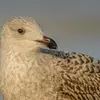Avant de chercher à identifier l’espèce, il est important de **déterminer si l’oiseau observé est adulte ou immature**.