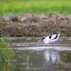 Elle trouve sa nourriture dans les **marais côtiers, près des étangs, des prés inondés et estuaires**.
