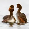 En été, en **parade ou en conflit territorial**, on entend des **trilles rapides, vibrants assez bas**. "hiiiiii tip hiiiiii tip…" Ces cris de parade ont valeur de chant.