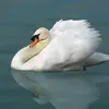 Pour menacer un intrus, il **ouvre ses ailes et abaisse sa tête sur le dos**.