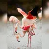 Les mâles sont souvent **plus grands** et **plus colorés** que les femelles.