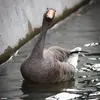 Elle est **farouche**, mais peut devenir **familière**.