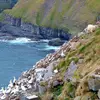 Sa **nidification** a lieu sur les **côtes de l'Atlantique nord** (Grande-Bretagne, Norvège, Islande, France).
