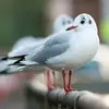 près de l'œil et l'oreille avec une **vague bande foncée**.