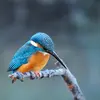 Il chasse **à l'affût** au bord de l'eau.