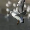 Lors du **premier hiver**, le **dos s'éclaircit**, mais les ailes et la queue du juvénile sont conservées.
