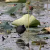 La foulque macroule est **aquatique** et occupe les **eaux continentales** naturelles ou artificielles comme des **étangs, lacs** souvent riches en végétation.
