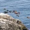 Il hiverne le long des **côtes**.
