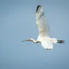 Les juvéniles ressemblent aux adultes en plumage internuptial mais avec le **bout des ailes noir**, surtout visible en vol.